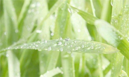 2020年雨水后一天日子適合動(dòng)土嗎,雨水節(jié)氣為啥回娘家？(圖文)