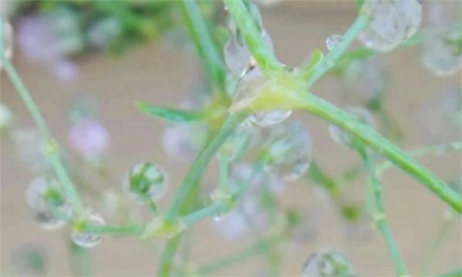 2020年2月19日雨水節氣可以上梁嗎,2020雨水幾點幾分幾秒？(圖文)