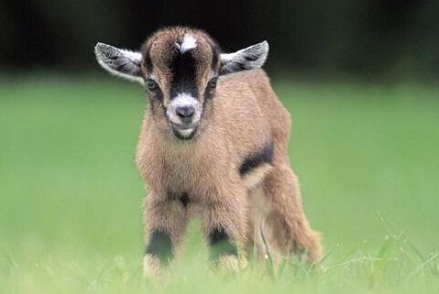 屬羊2019年離過年的時間里運氣怎么樣？是好是壞？(圖文)