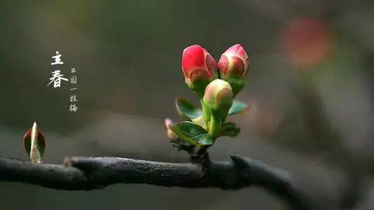 陽歷2月3日—2月5日·立春出生的屬虎人是什么命？(圖文)