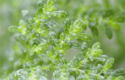 2020年雨水節氣能不能回娘家,雨水節氣下雨有何說法？(圖文)