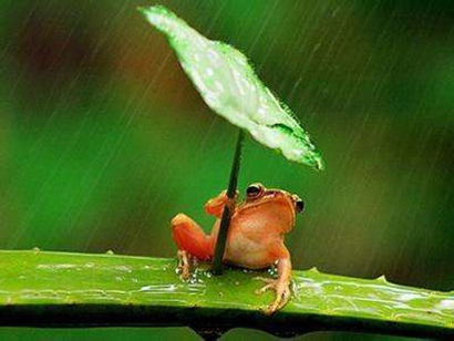 雨水節(jié)氣出生的屬虎人命好不好 屬虎雨水出生命運(yùn)(圖文)