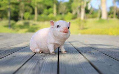 屬豬過年出生的人是什么命 屬豬正月初一出生的命運(圖文)