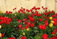 2020年農歷二月二十一出生女孩八字弱嗎,性格好不好？