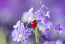 2020年二月初八出生的屬鼠女孩命運如何,性格好相處嗎?