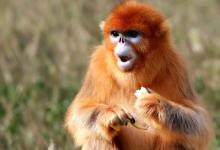 1992年屬猴的人2021年運勢 30歲佩戴什么吉祥物好