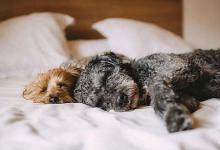 2020年農(nóng)歷三月十九日子適合安床嗎,4月11日財(cái)神吉位解析