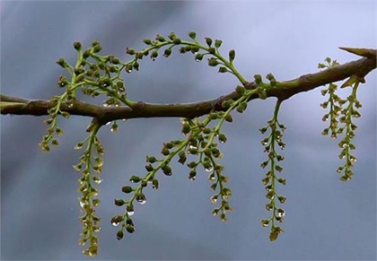 2020年清明節(jié)燒紙應該怎么燒,清明節(jié)第二天可以祭祖燒紙嗎(圖文)