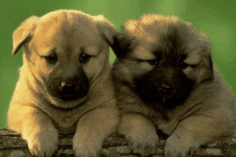 不同年份出生的屬狗人今年多少歲？2020年屬狗人多大