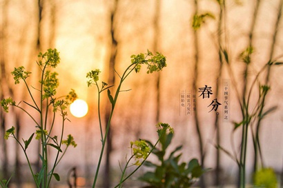 春分節氣出生的屬羊人命運好嗎 屬羊春分出生命格解析(圖文)