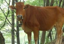 2021年屬牛運勢及運程詳解,屬牛人2021年佩戴什么好