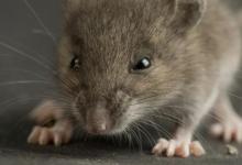 1996年屬鼠的人2021年運程 今年多大了幾歲？