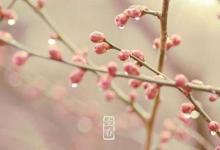 立春2月4日出生的屬豬寶寶是什么命 性格好不好？