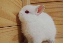 2021年屬兔運勢及運程詳解,屬兔人2021年佩戴什么好