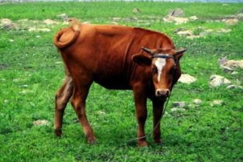 屬牛女2021年運勢如何，2021年屬牛人的2021年全年運勢女性