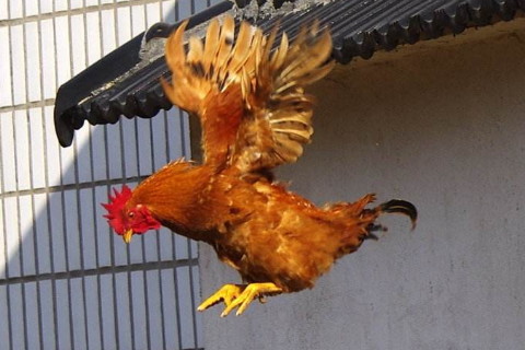 屬雞女2021年運勢如何,2021年屬雞人的2021年全年運勢女性