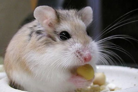 2020年屬鼠本命年可以外出旅游嗎