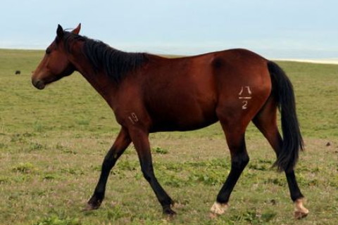 屬馬女2021年運(yùn)勢(shì)如何，2021年屬馬人的2021年全年運(yùn)勢(shì)女性