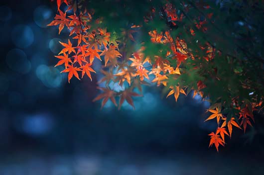 屬虎2019年11月運(yùn)勢(shì)查詢