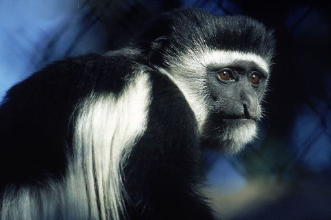 屬猴女2021年運勢如何,2021年屬猴人的2021年全年運勢女性