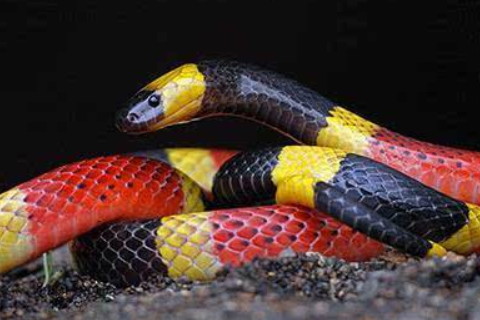 屬蛇女2021年運勢如何,2021年屬蛇人的2021年全年運勢女性