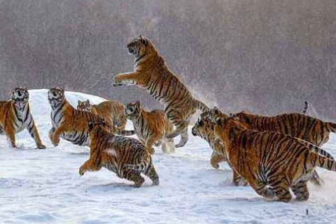 屬虎女2021年運勢如何,2021年屬虎人的2021年全年運勢女性