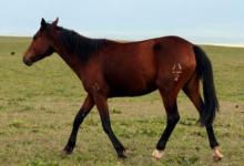 屬馬女2021年運勢如何,2021年屬馬人的2021年全年運勢女性