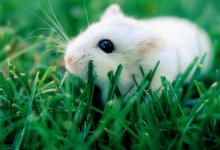 2020年屬鼠人本命年能結(jié)婚嗎