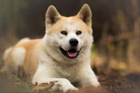  在狗年出生的人一生命運如何？