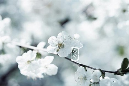 春分節氣出生的生肖牛好不好？屬牛幾月出生命最好？(圖文)