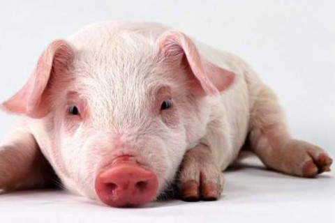 出生于2007年生肖豬的人命運(yùn)如何?