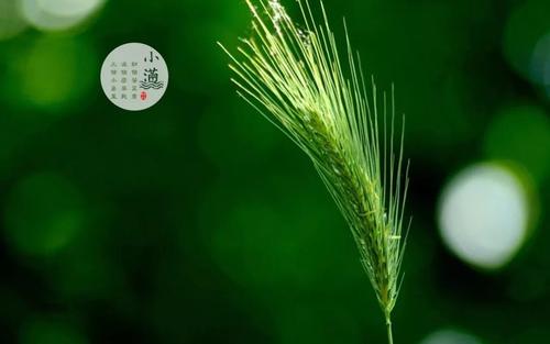 小滿節氣要注意不能做什么 小滿禁忌與講究！(圖文)