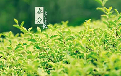 屬牛春分出生的人命運好不好 是什么命？(圖文)