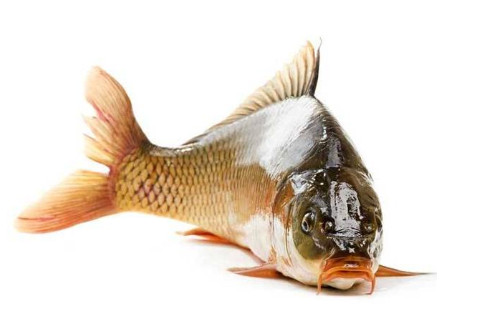 夢見鯉魚