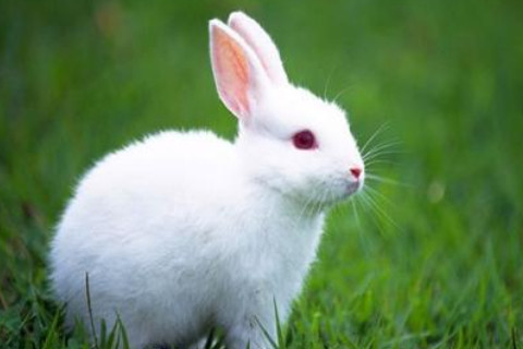 生肖兔和生肖牛的合財嗎?