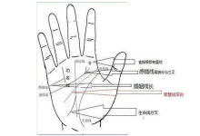 財(cái)運(yùn)線多少條?人見人愛的財(cái)運(yùn)線