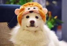 生肖狗和生肖雞的合財嗎？