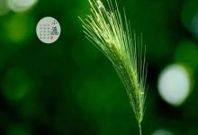 小滿節氣要注意不能做什么 小滿禁忌與講究！