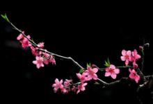一個八字帶桃花的女人怎么看  怎么樣才會八字帶桃花