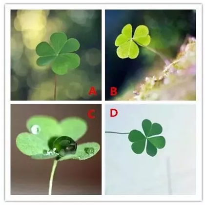 你想要哪棵三葉草 測你下個月的好運指數(圖文)