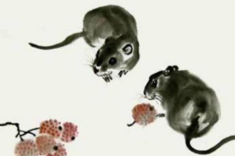 1960年屬鼠人在2020年的運(yùn)勢以及運(yùn)程，60歲屬鼠人運(yùn)勢詳解