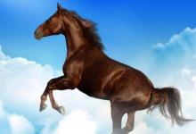 屬馬人辦公室辦公桌財(cái)位風(fēng)水禁忌