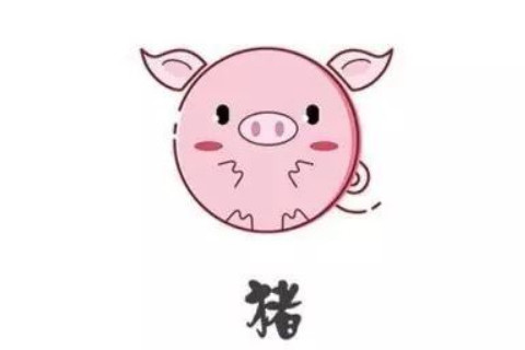 2019年屬豬的人運勢如何