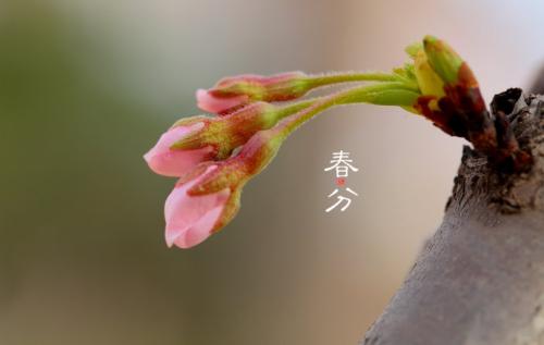 2020年春分后一天出生的寶寶五行缺什么？怎么起名？命運如何？(圖文)