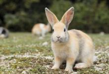 1987年出生的屬兔人2021年命運如何 適合佩戴什么吉祥物