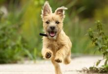 2006年的生肖狗人運(yùn)勢如何