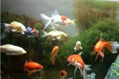 在辦公室養魚幾條數目最好