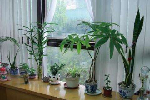 辦公室擺放什么植物最招財