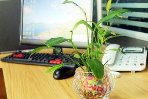 辦公桌背后擺放綠植有什么講究