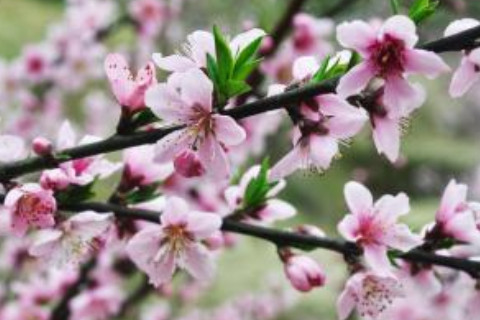 增強(qiáng)桃花運(yùn)的風(fēng)水技巧